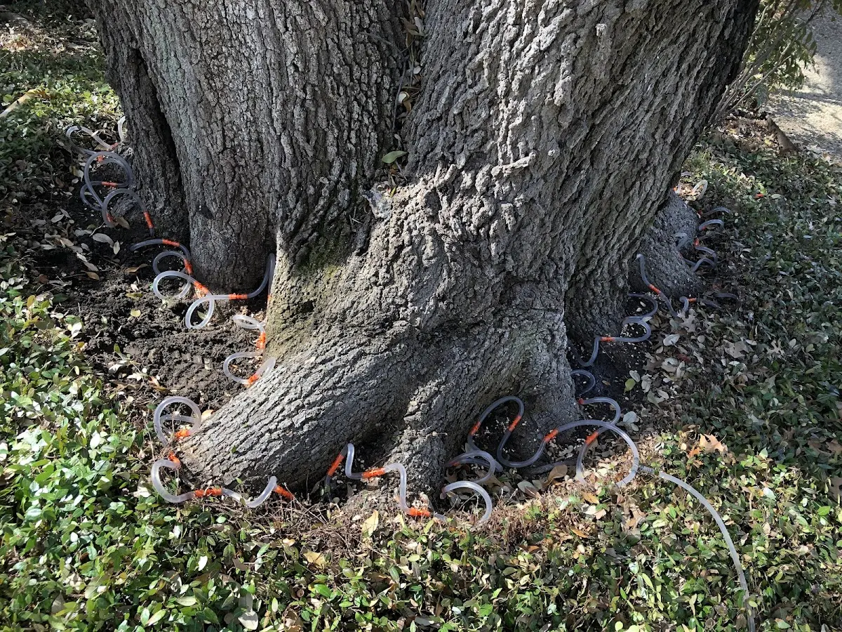 Detailed Tree Cabling and Bracing job site in Conehatta